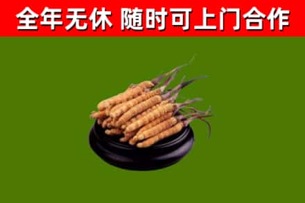 塔河县回收冬虫夏草
